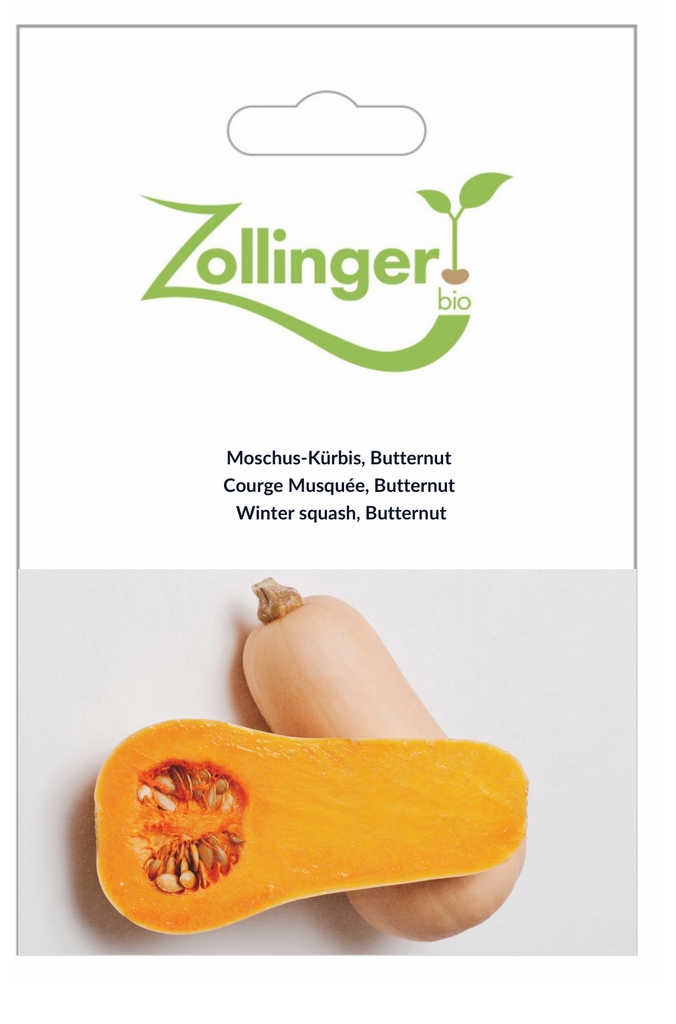 Sachet recto Courge Musquée, Butternut