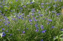 Bleuet (annuelle hivernante)