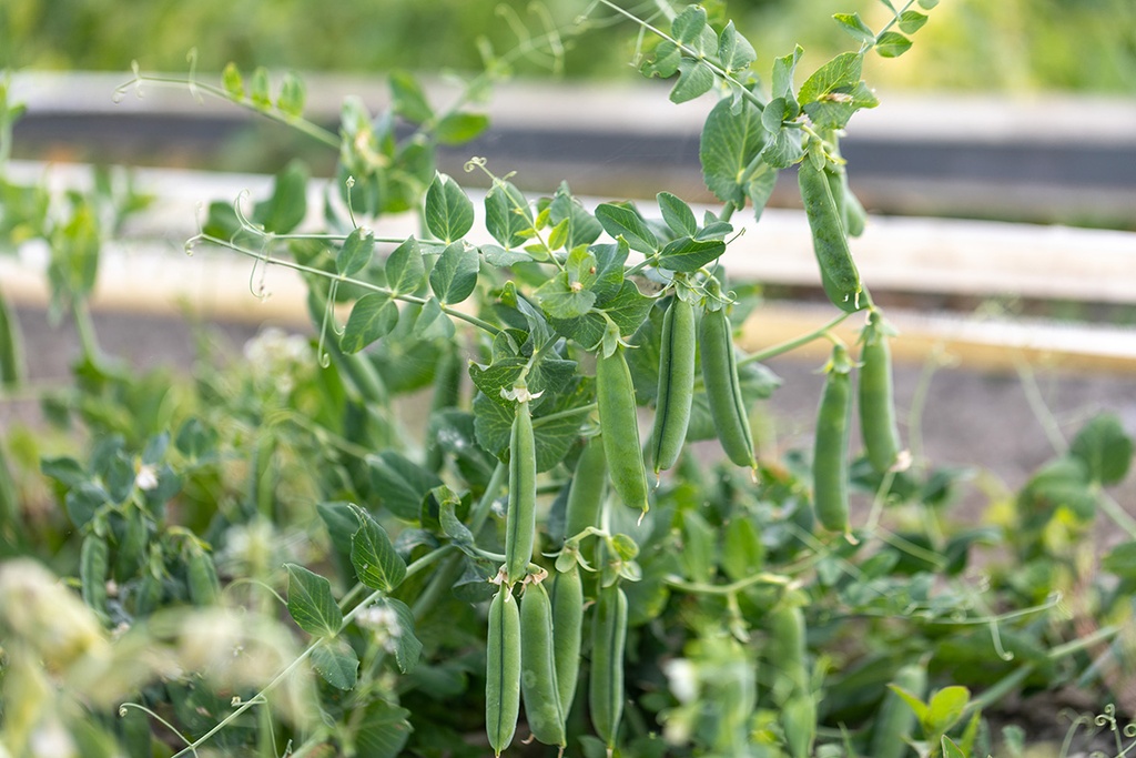 Petit pois, Merveille de Kelvedon