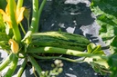 Courgette, De Gênes striée vert-jaune