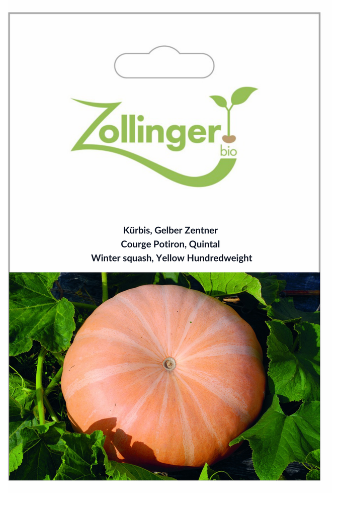 Sachet recto Courge Potiron, Quintal