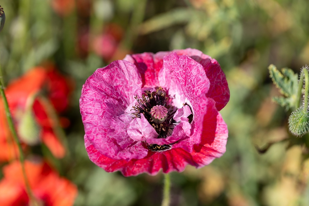 Coquelicot,  Pure soie (plante annuelle)