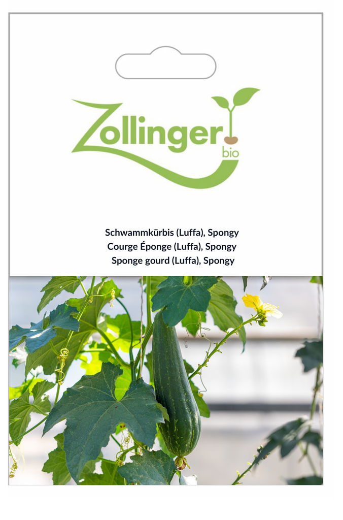Sachet recto Courge Éponge (Luffa), Spongy