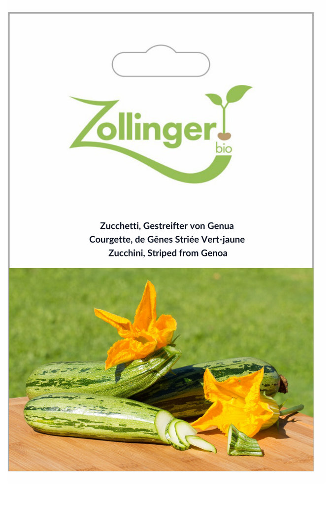 Sachet recto Courgette, de Gênes Striée Vert-jaune
