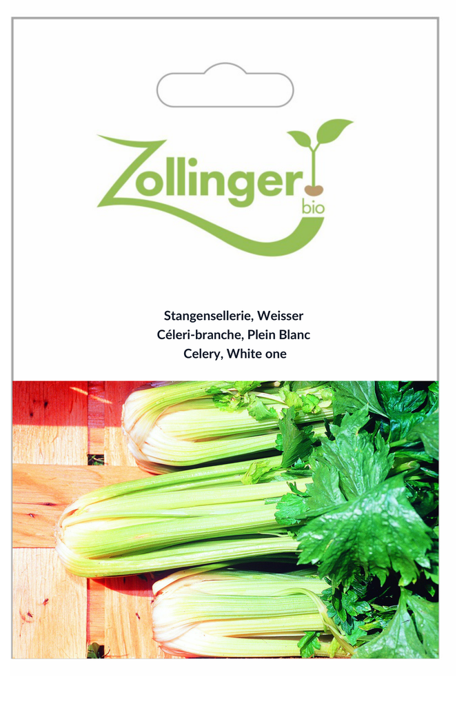 Sachet recto Céleri-branche, Plein Blanc