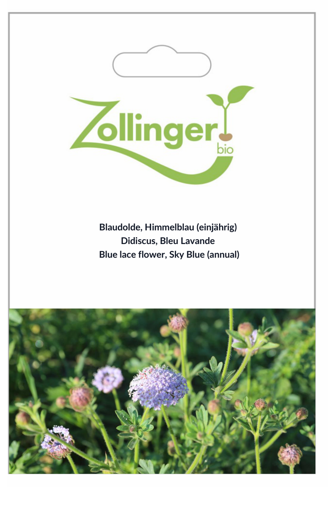 Sachet recto Didiscus, Bleu Lavande