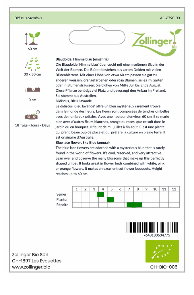 Sachet recto Didiscus, Bleu Lavande