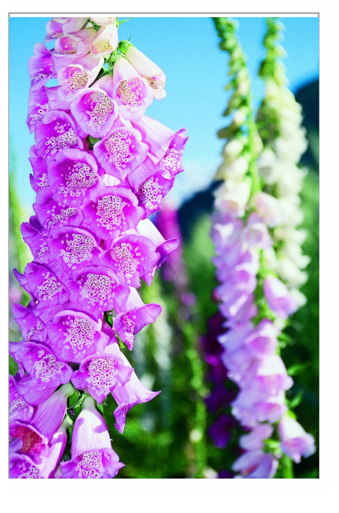 Sachet recto Digitale, Mélange