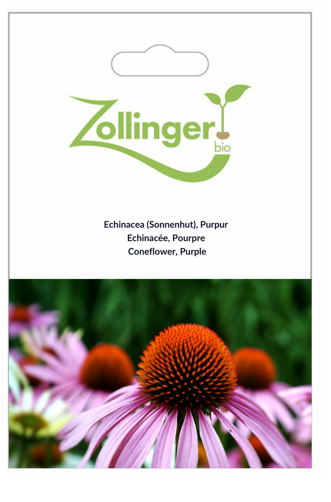 Sachet recto Echinacée, Pourpre