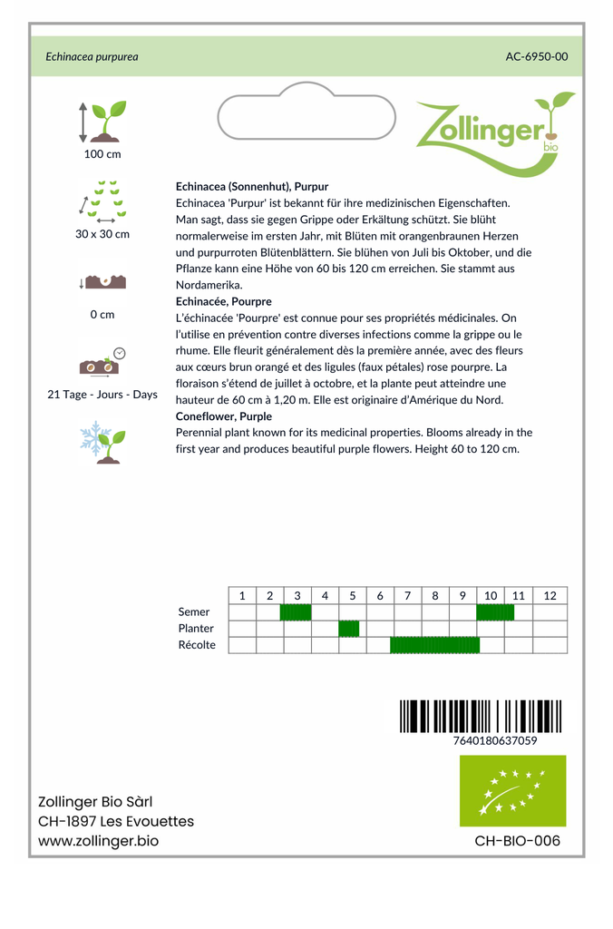 Sachet recto Echinacée, Pourpre