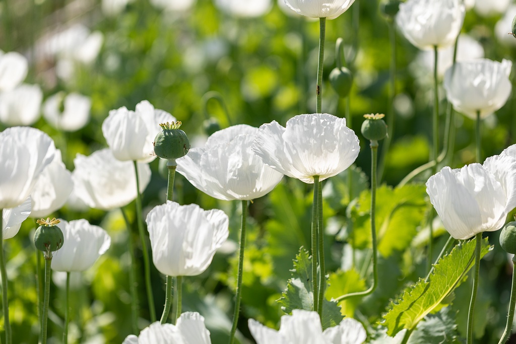 Pavot, Nuage blanc (annuelle)