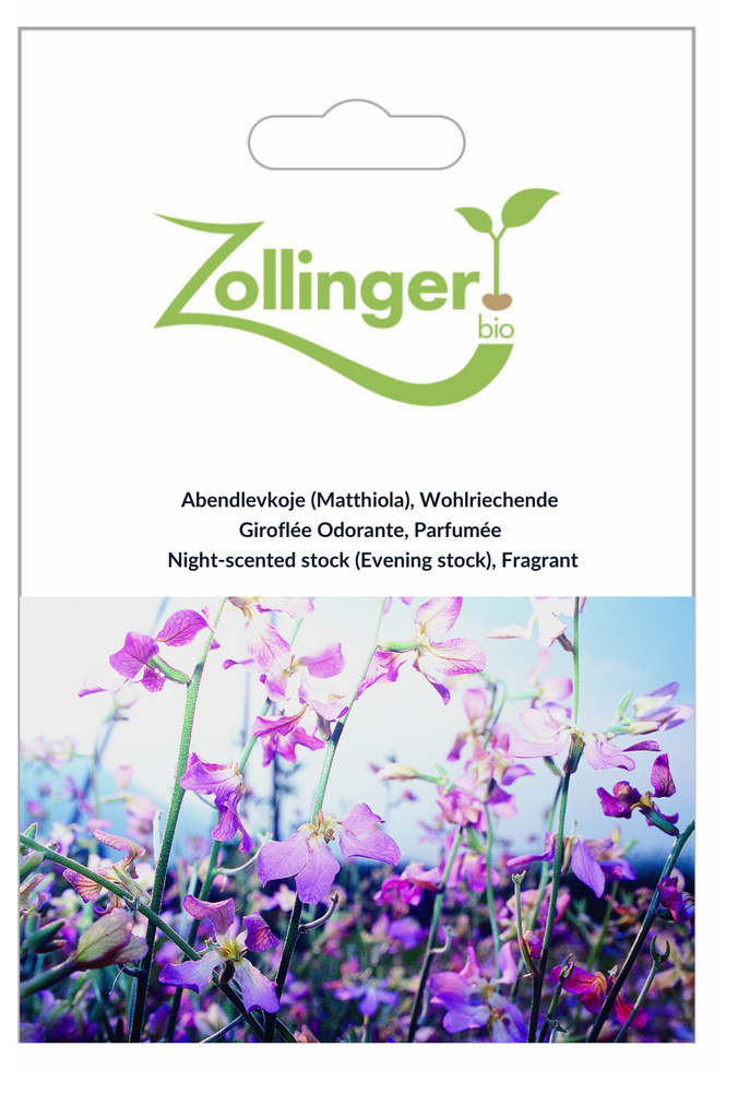 Sachet recto Giroflée Odorante, Parfumée