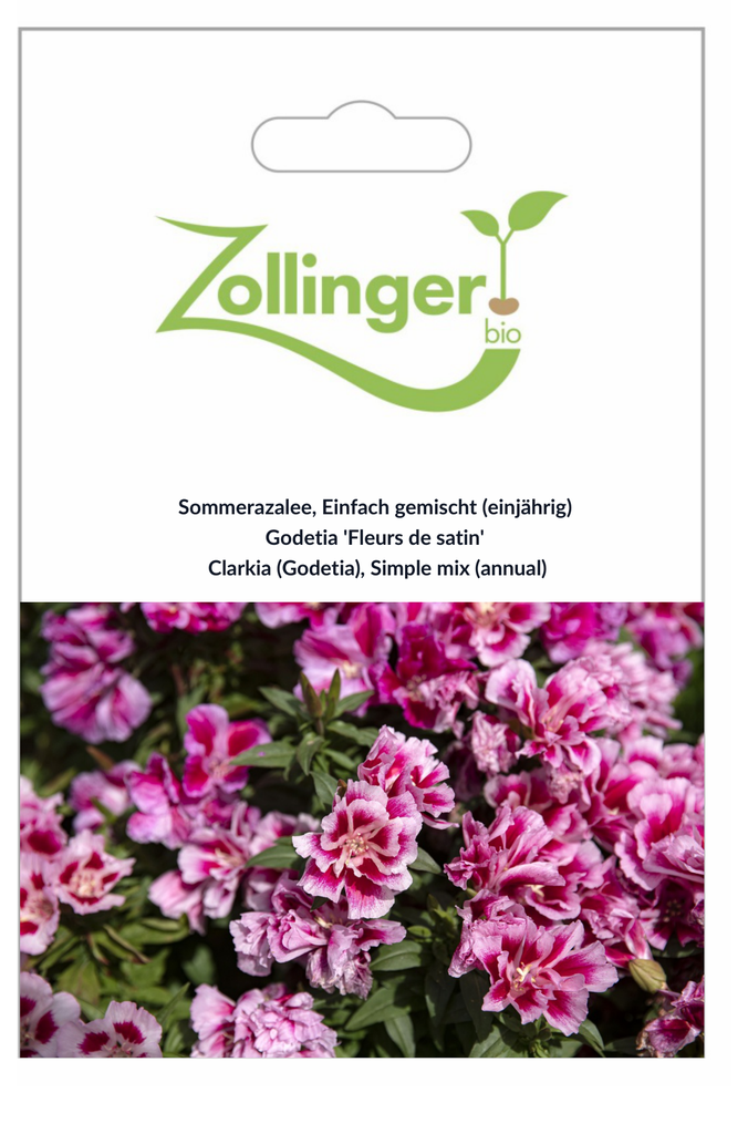 Sachet recto Godetia 'Fleurs de satin'