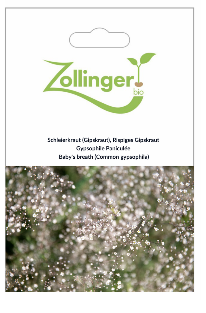 Sachet recto Gypsophile Paniculée