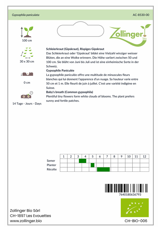 Sachet recto Gypsophile Paniculée