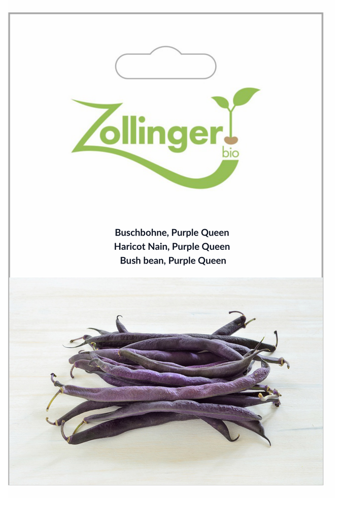 Sachet recto Haricot Nain, Purple Queen