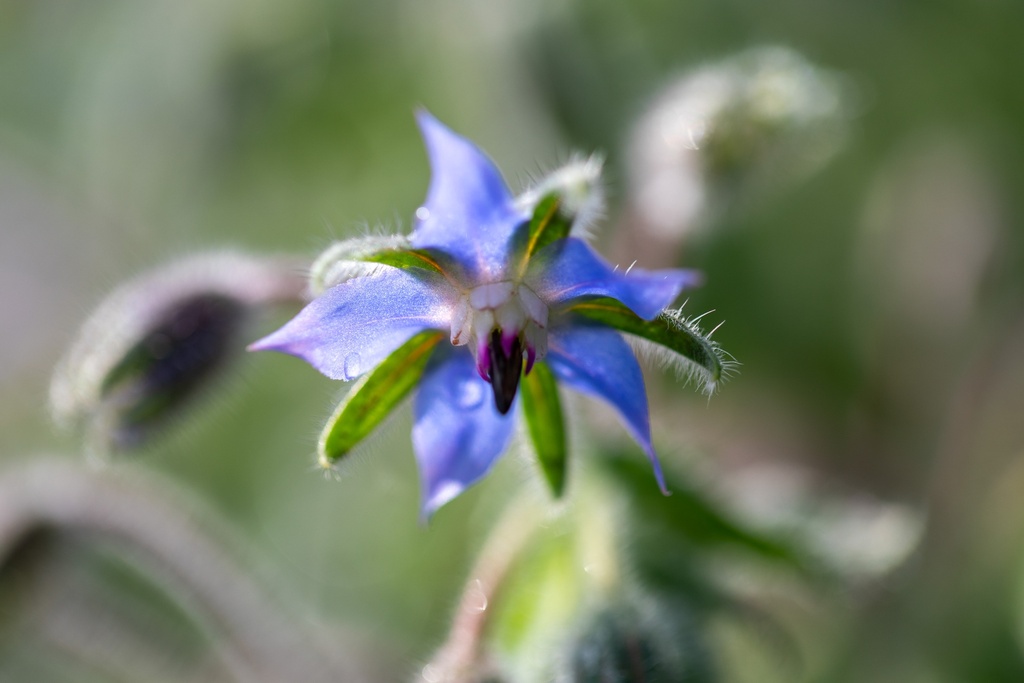 Bourrache (plante annuelle)