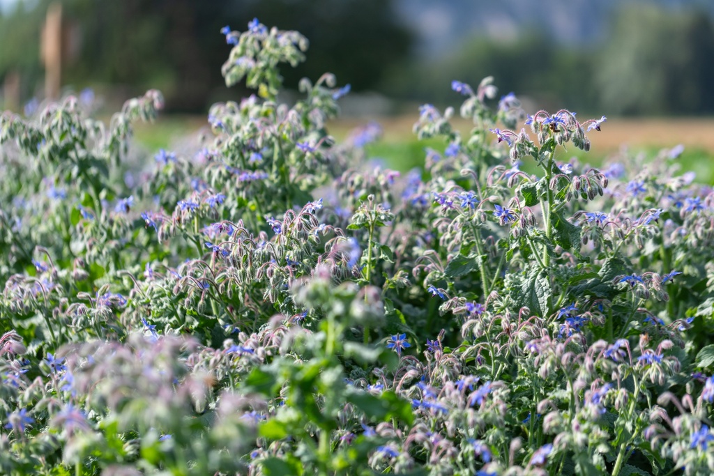 Bourrache (plante annuelle)