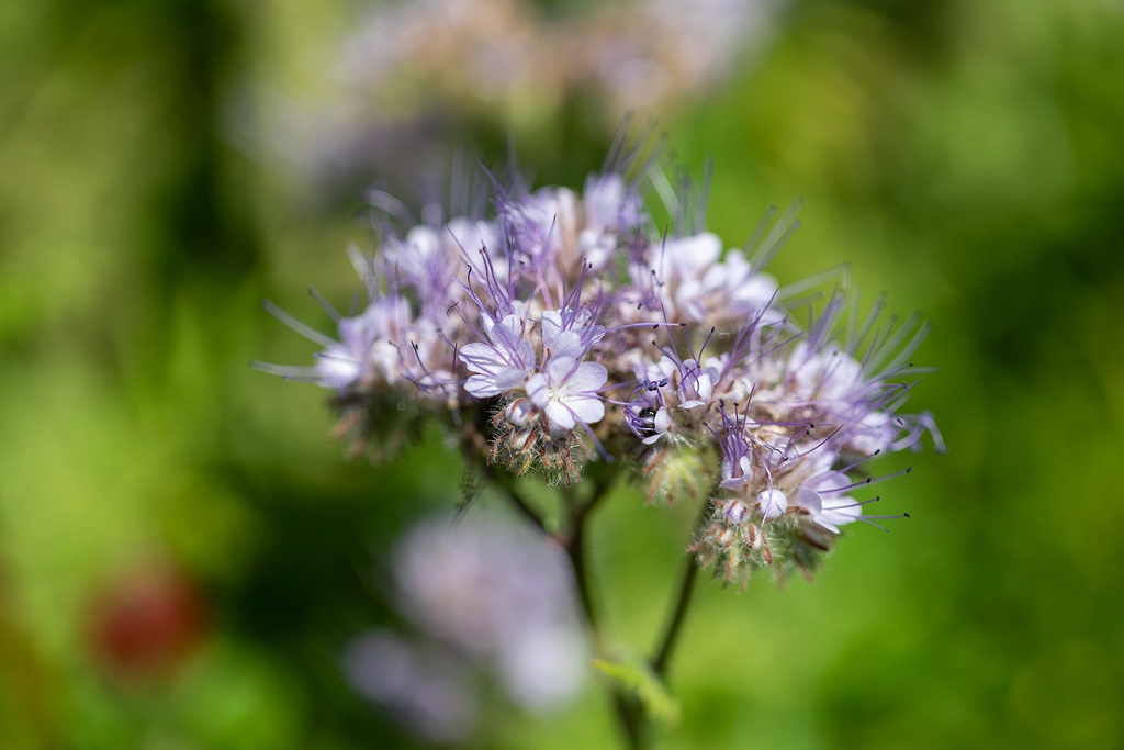 Engrais vert, Mélange vignoble