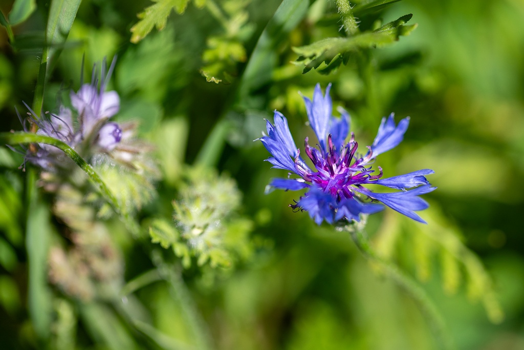 Engrais vert, Mélange vignoble