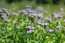 Engrais vert, Mélange vignoble