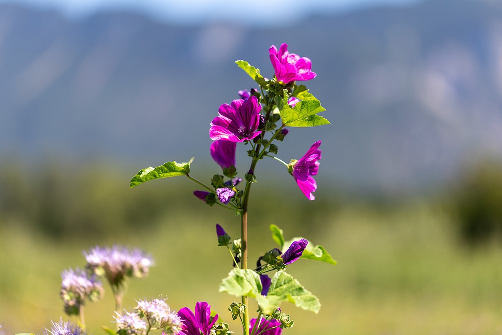 Engrais vert, Mélange vignoble