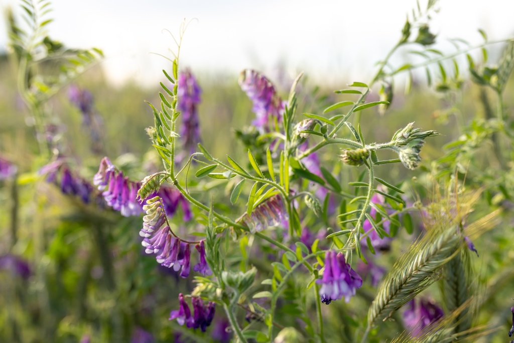 Engrais vert, Mélange vignoble