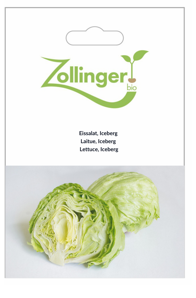Sachet recto Laitue, Iceberg