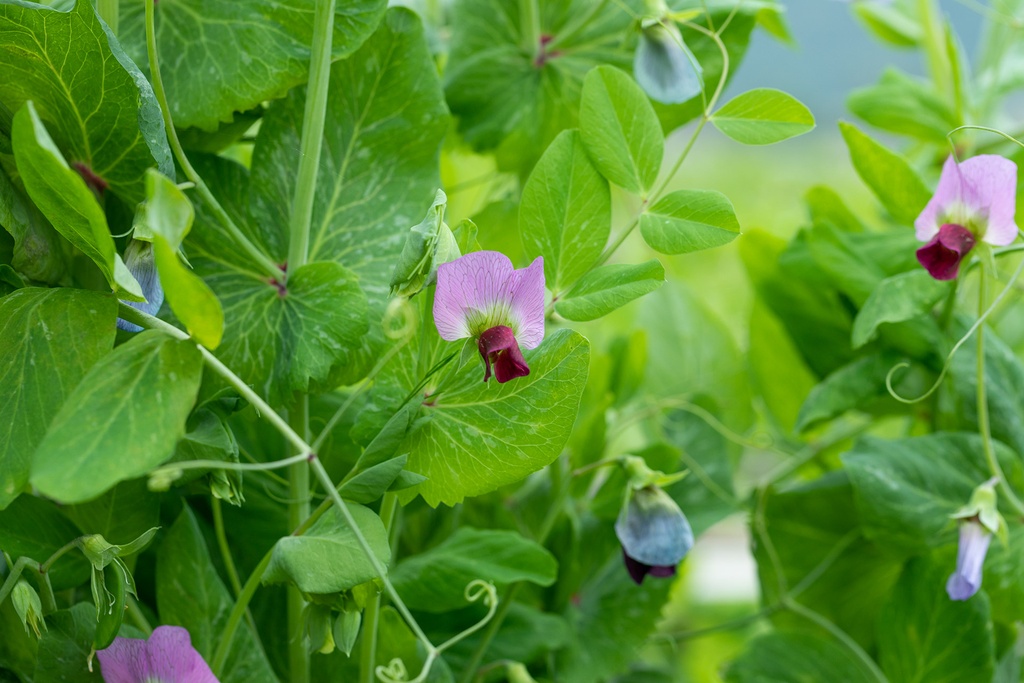 Pois mangetout, Pois mangetout d'hiver