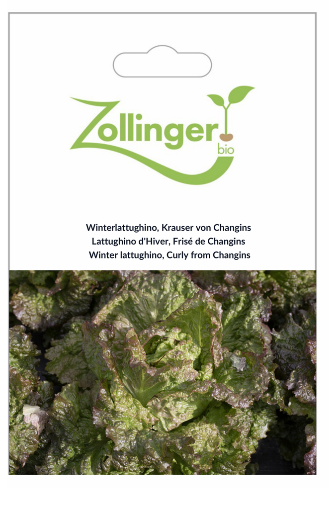 Sachet recto Lattughino d'Hiver, Frisé de Changins