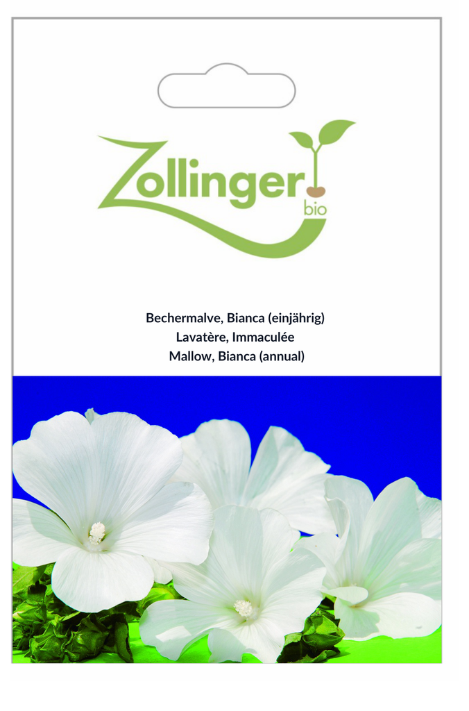 Sachet recto Lavatère, Immaculée