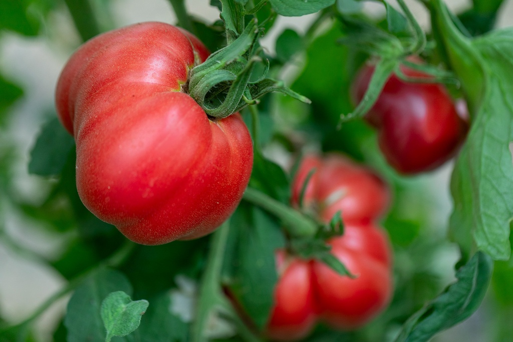 Tomate, Coeur de Boeuf