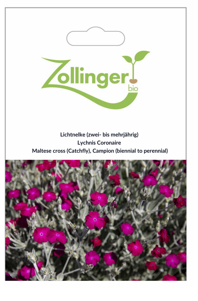 Sachet recto Lychnis Coronaire