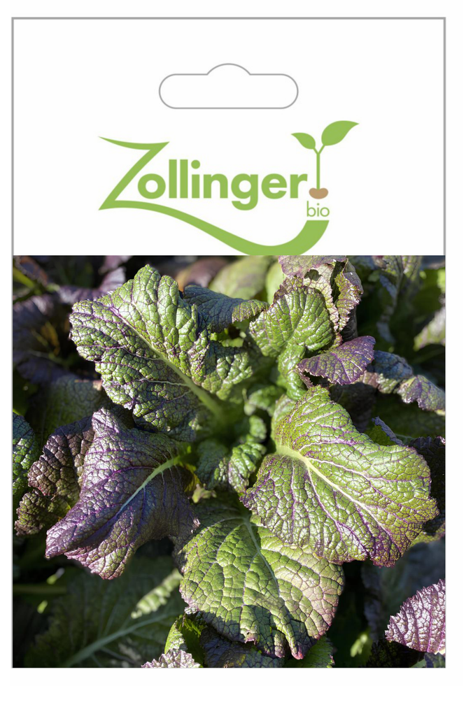 Sachet recto Légume asiatique, Moutarde 'Feu Du Dragon'