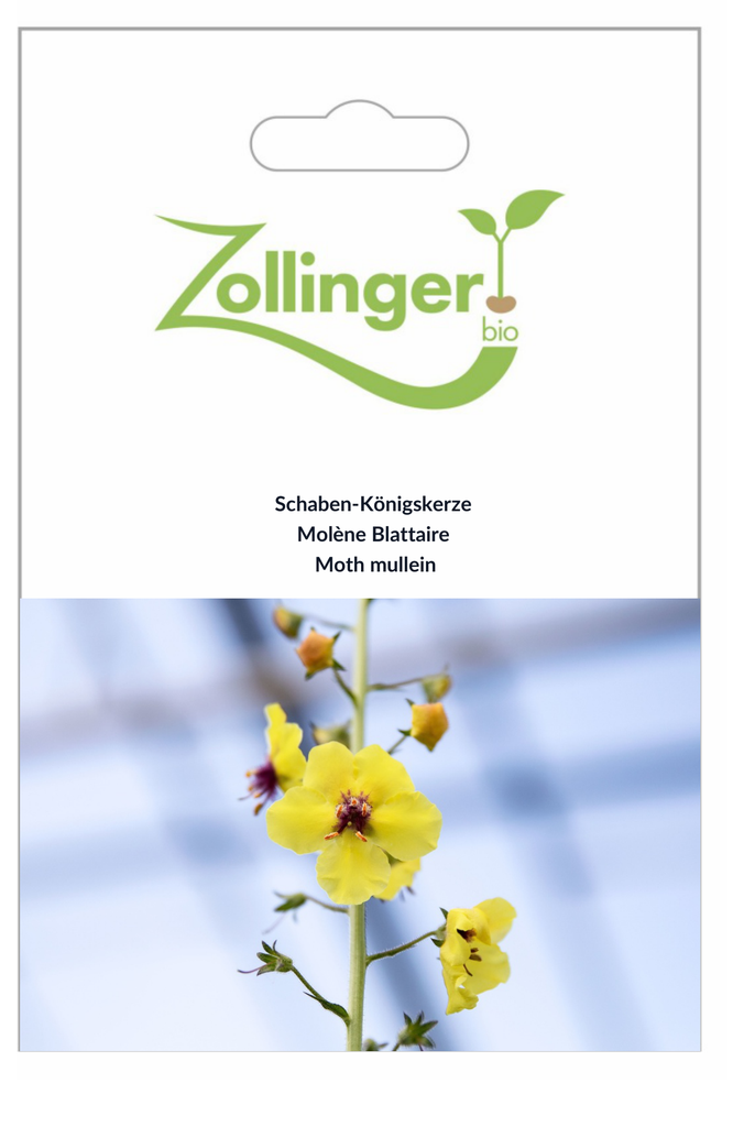 Sachet recto Molène Blattaire