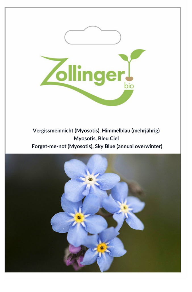 Sachet recto Myosotis, Bleu Ciel