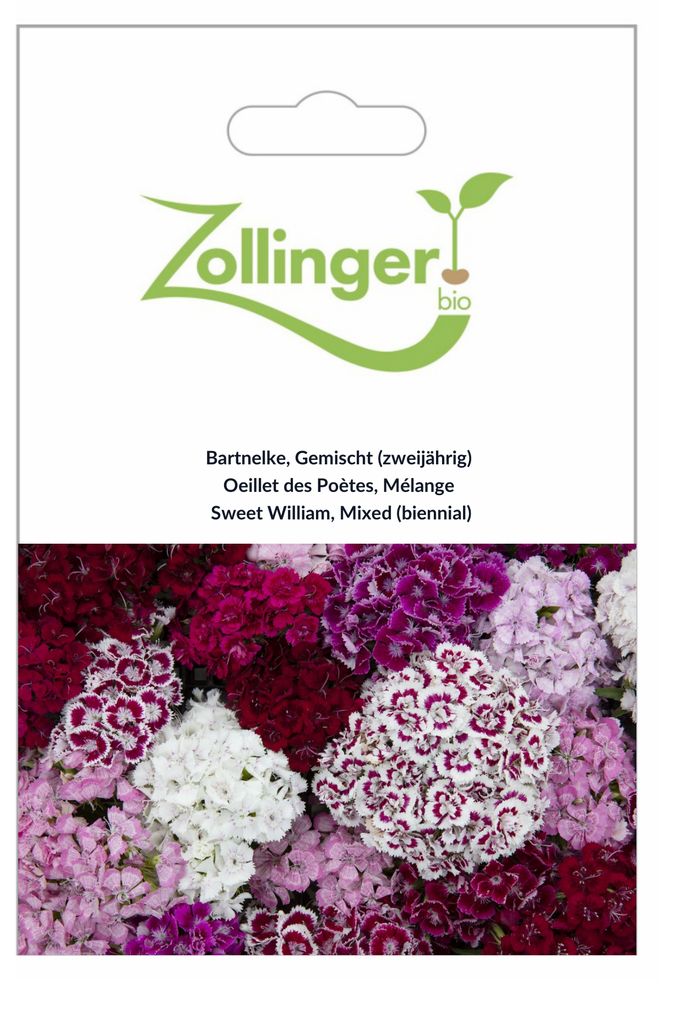 Sachet recto Oeillet des Poètes, Mélange