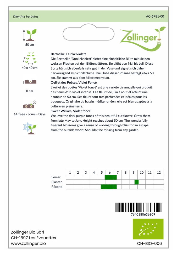 Sachet recto Oeillet des Poètes, Violet Foncé