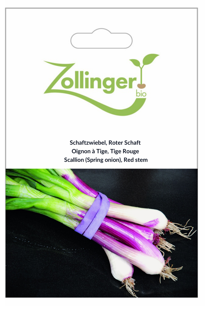 Sachet recto Oignon à Tige, Tige Rouge