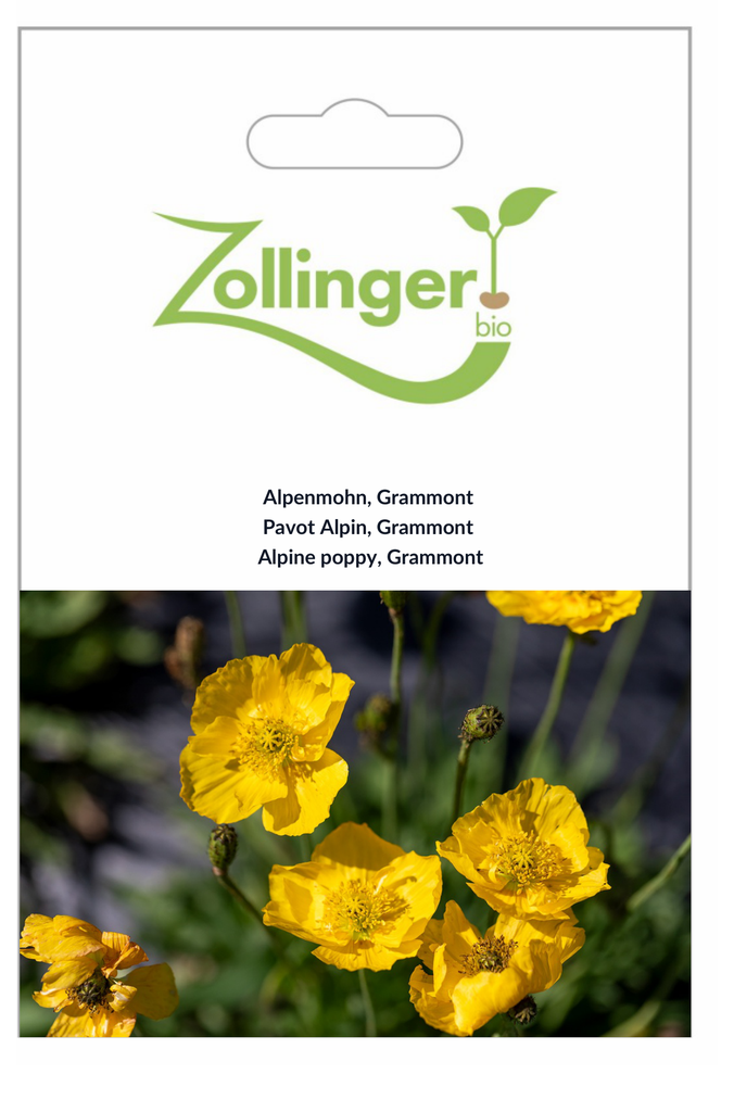 Sachet recto Pavot Alpin, Grammont