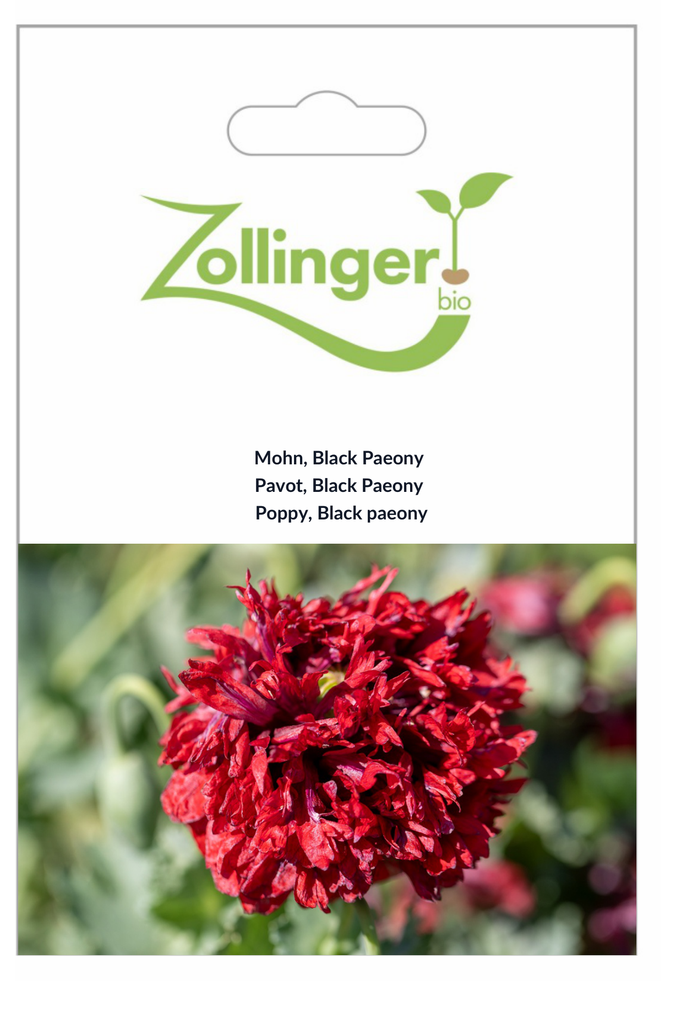 Sachet recto Pavot, Black Paeony