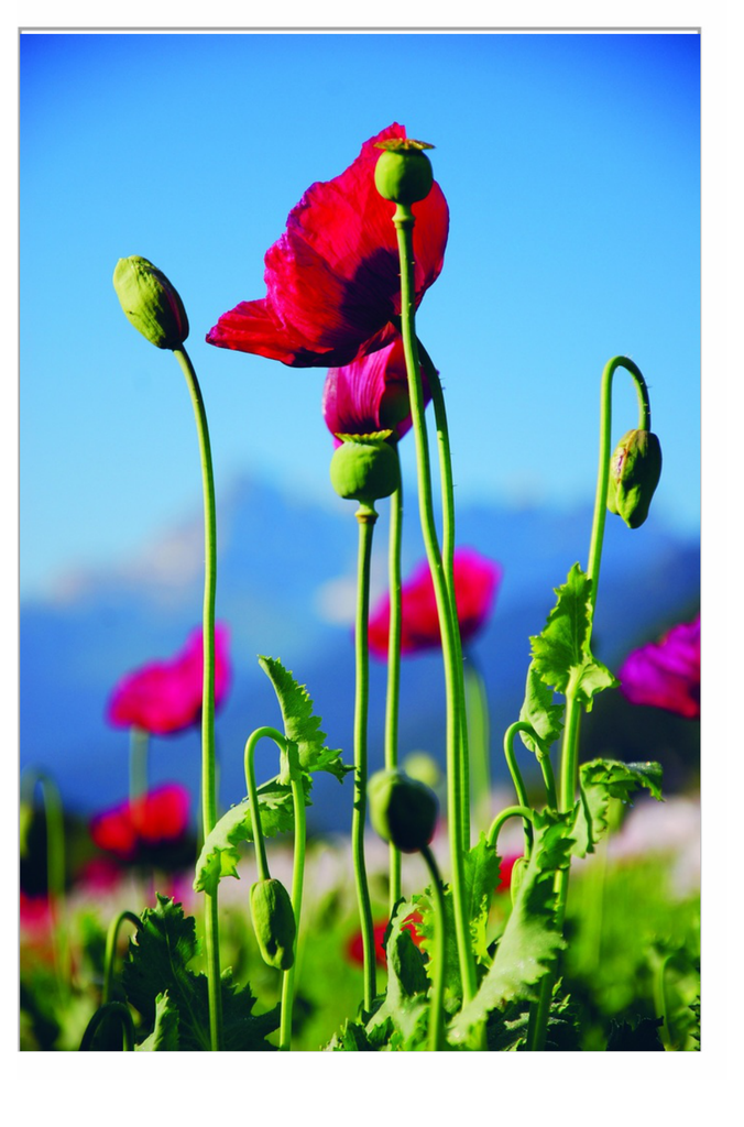 Sachet recto Pavot, Rouge Carmin