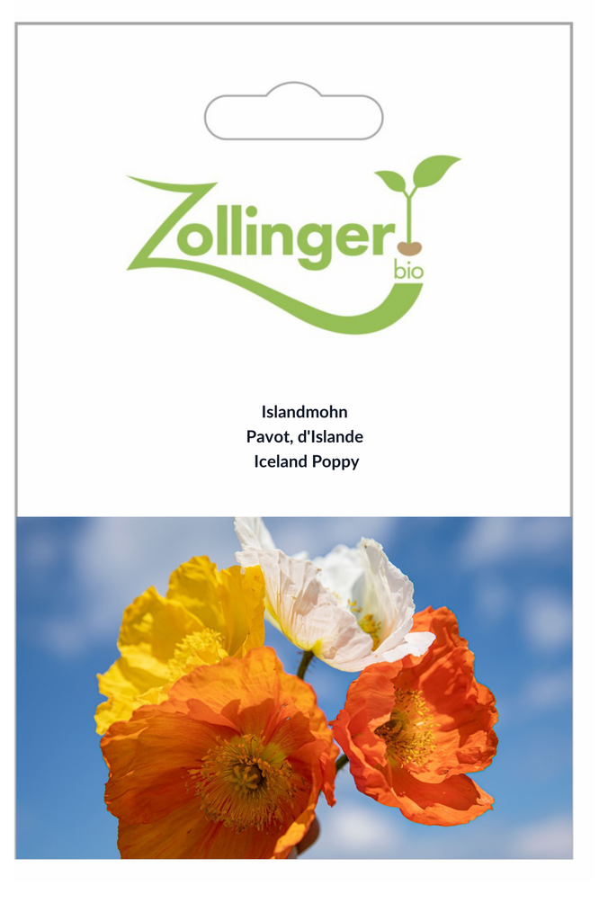 Sachet recto Pavot, d'Islande