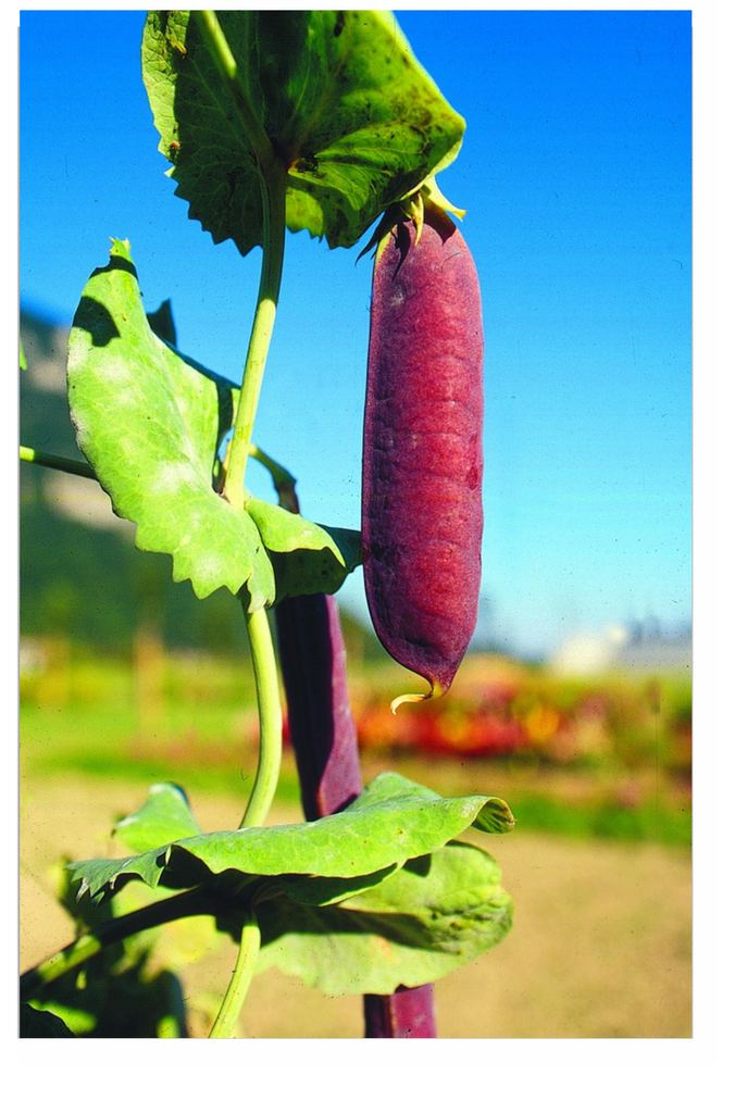 Sachet recto Petit Pois, Capucins