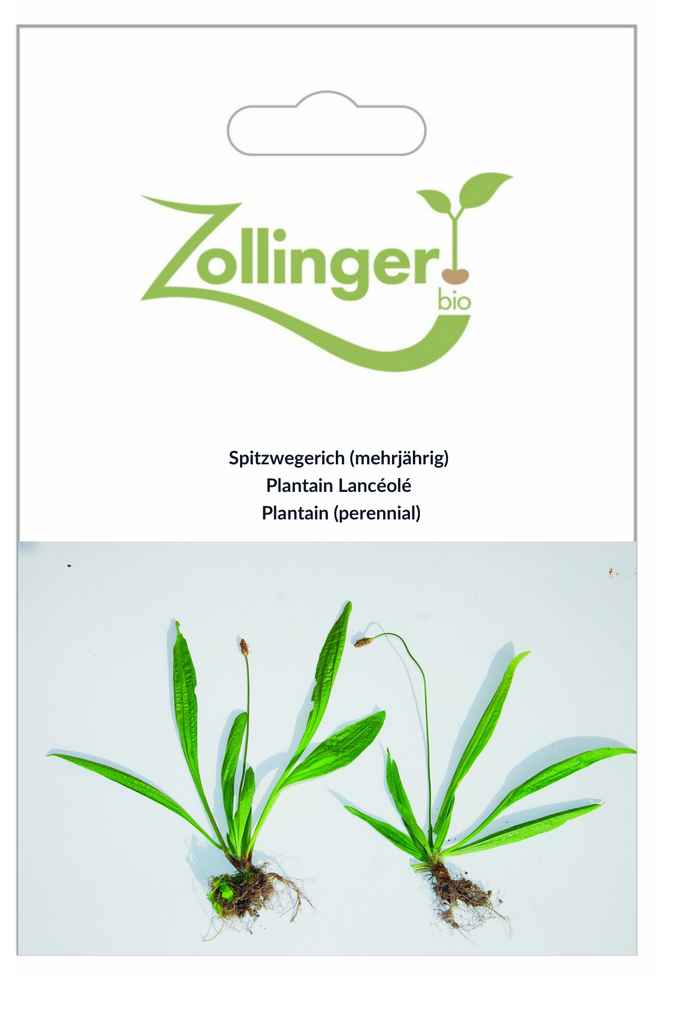 Sachet recto Plantain Lancéolé