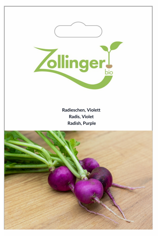 Sachet recto Radis, Violet