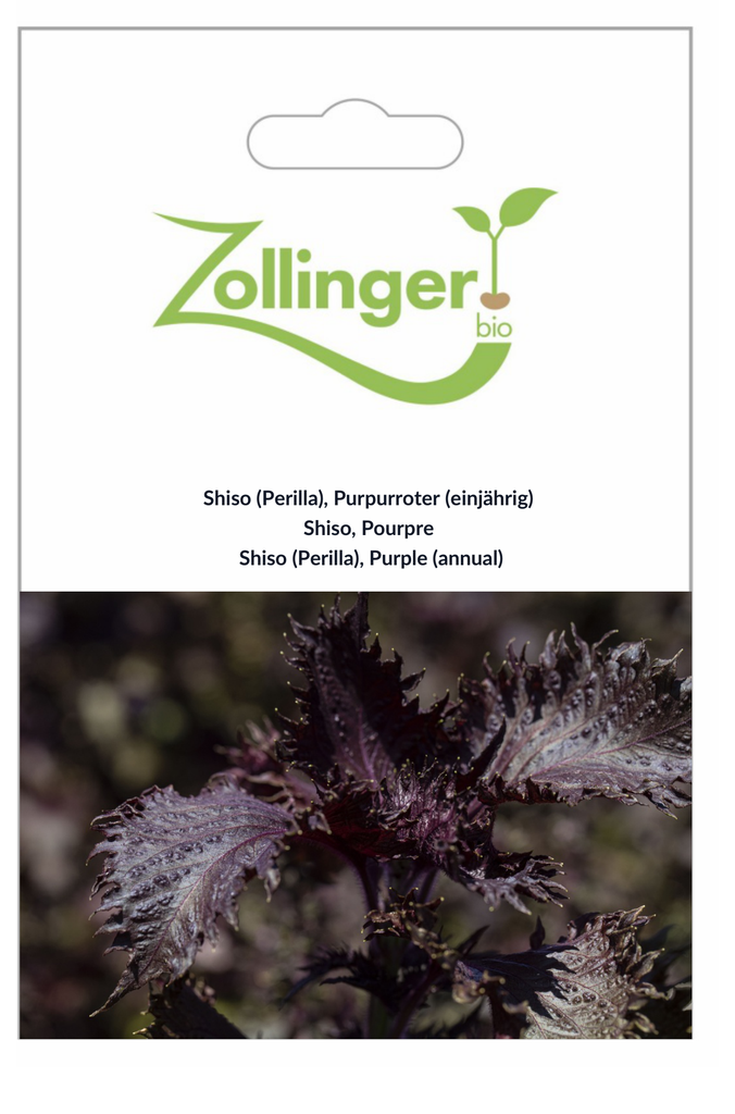 Sachet recto Shiso, Pourpre