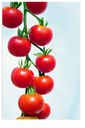 Sachet recto Tomate, Cherry Rouge