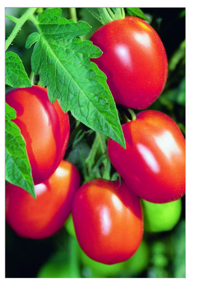 Sachet recto Tomate, Tomate Grimpante