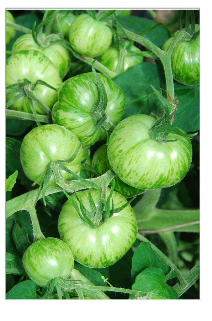 Sachet recto Tomate, Zèbre Vert